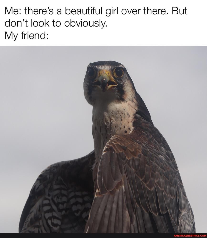 Me: there's a beautiful girl over there. But don't look to obviously.
My friend: