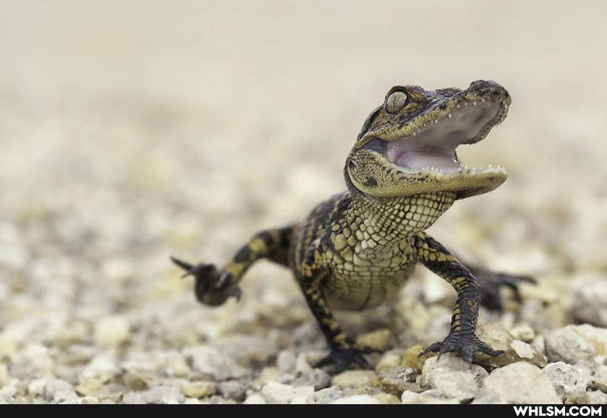 baby_animals, reptiles, alligator, swamp_puppy
