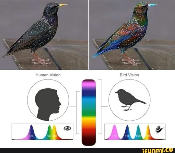 human-vision-bird-vision-ifunny