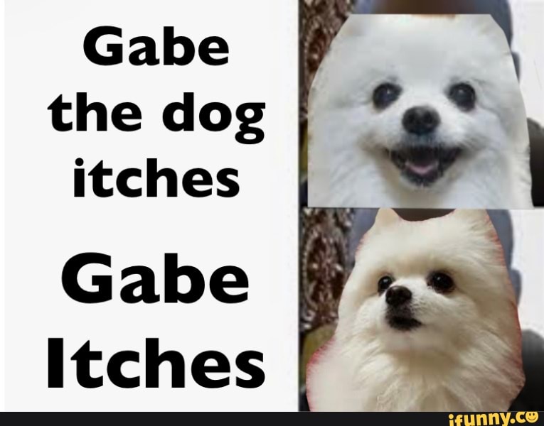 Gabe the dog itches
Gabe itches