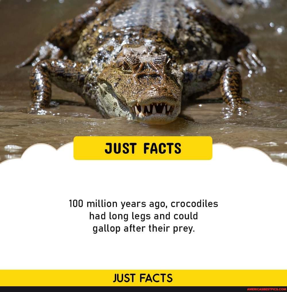 JUST FACTS 100 million years ago, crocodiles had long legs and could ...