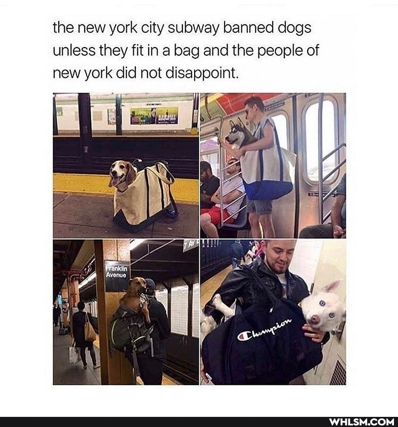 the new york city subway banned dogs unless they fit in a bag and the people of new york did not disappoint.