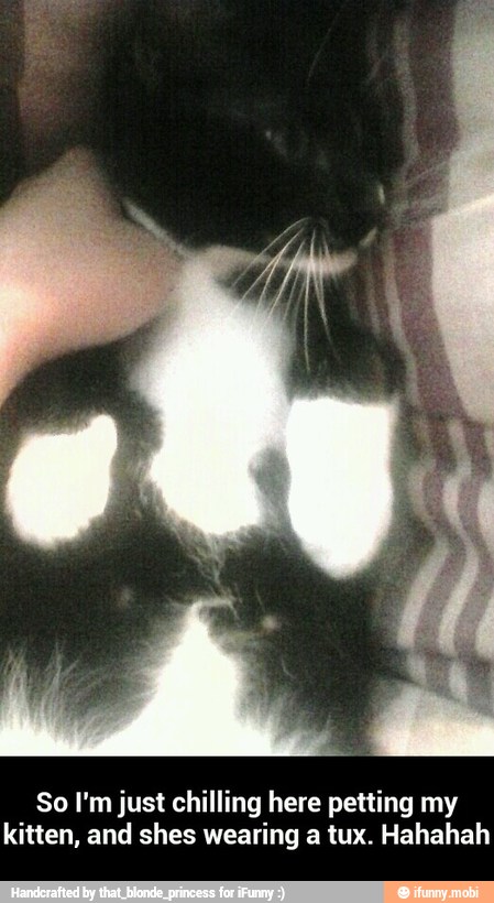 So I'm just chilling here petting my
kitten, and shes wearing a tux. Hahahah - So I'm just chilling here petting my kitten, and shes wearing a tux. Hahahah