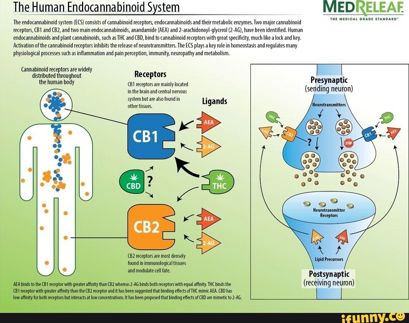 The Human Endocannabinoid System The Endocannabinoid System (CS ...