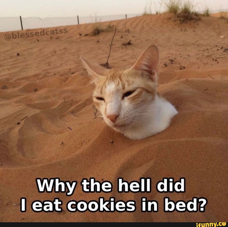 why-the-hell-did-eat-cookies-in-bed-ifunny