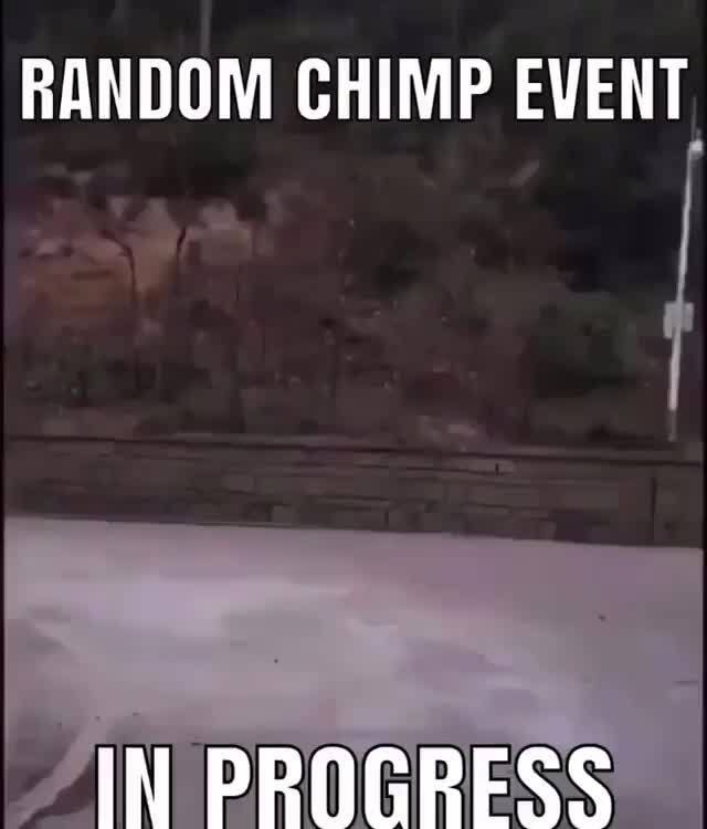 Random chimp event - RANDOM CHIMP EVENT.