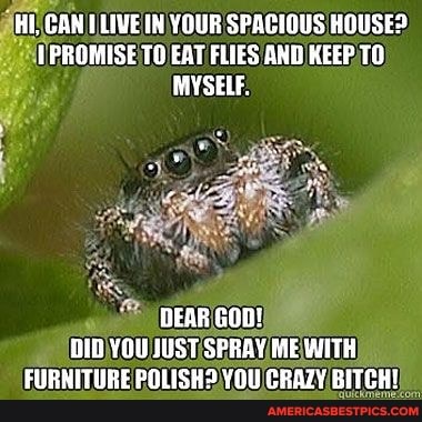 HI, CAN ELIVETH YOUR SPACIOUS HOUSE?
VPROMISE TO EAT FLIES AND KEEP TO
OEAR GOR}
DIB YOU JUST SPRAY ME WITH FURNITURE POLISH? YOU CRAZY, BITCH!