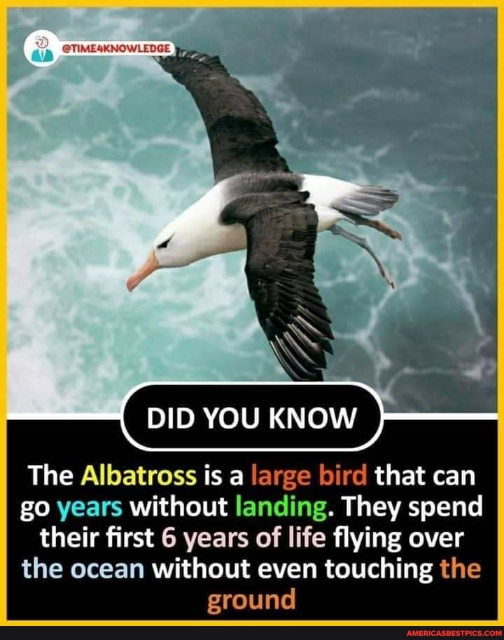 ni
@TIME4KNOWLEDGE
DID YOU KNOW
The Albatross is a large bird that can go years without landing. They spend their first 6 years of life flying over the ocean without even touching the
ground