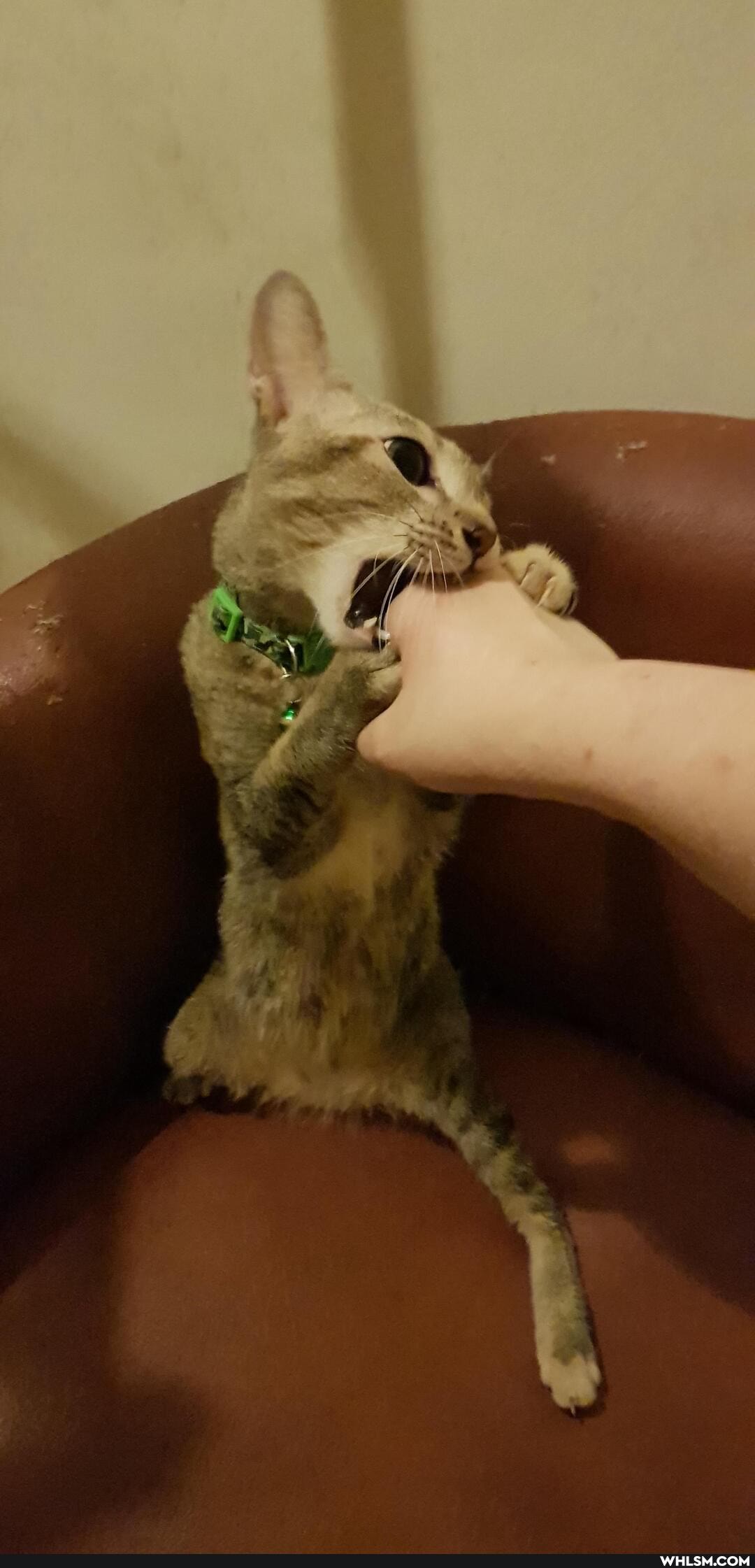 cat, cats