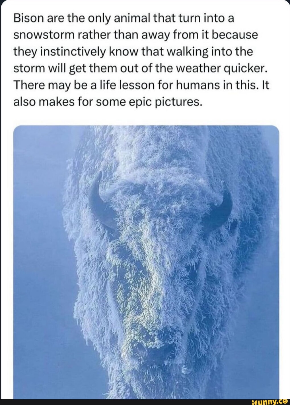 Bison are the only animal that turn into a snowstorm rather than away