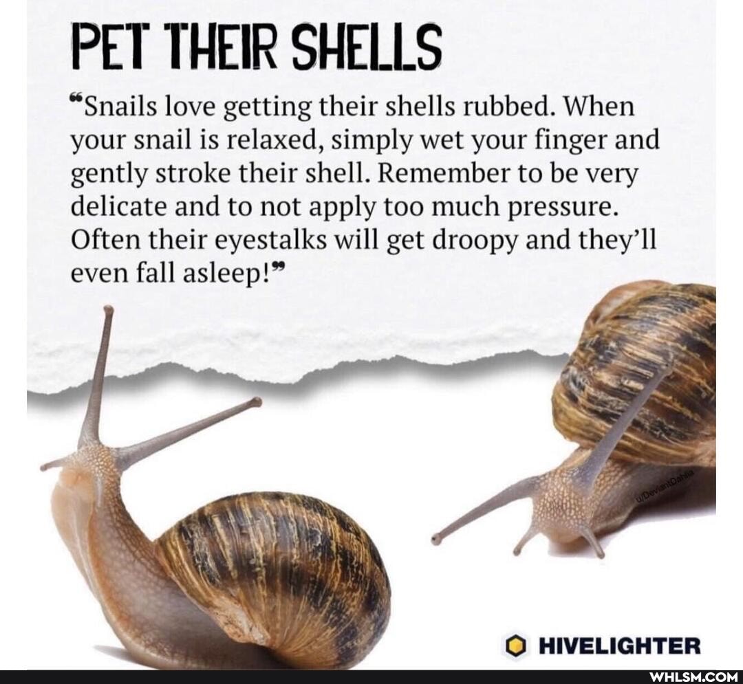 PET THEIR SHELLS
"Snails love getting their shells rubbed. When your snail is relaxed, simply wet your finger and gently stroke their shell. Remember to be very delicate and to not apply too much pressure.
Often their eyestalks will get droopy and they'll even fall asleep!"
O HIVELIGHTER