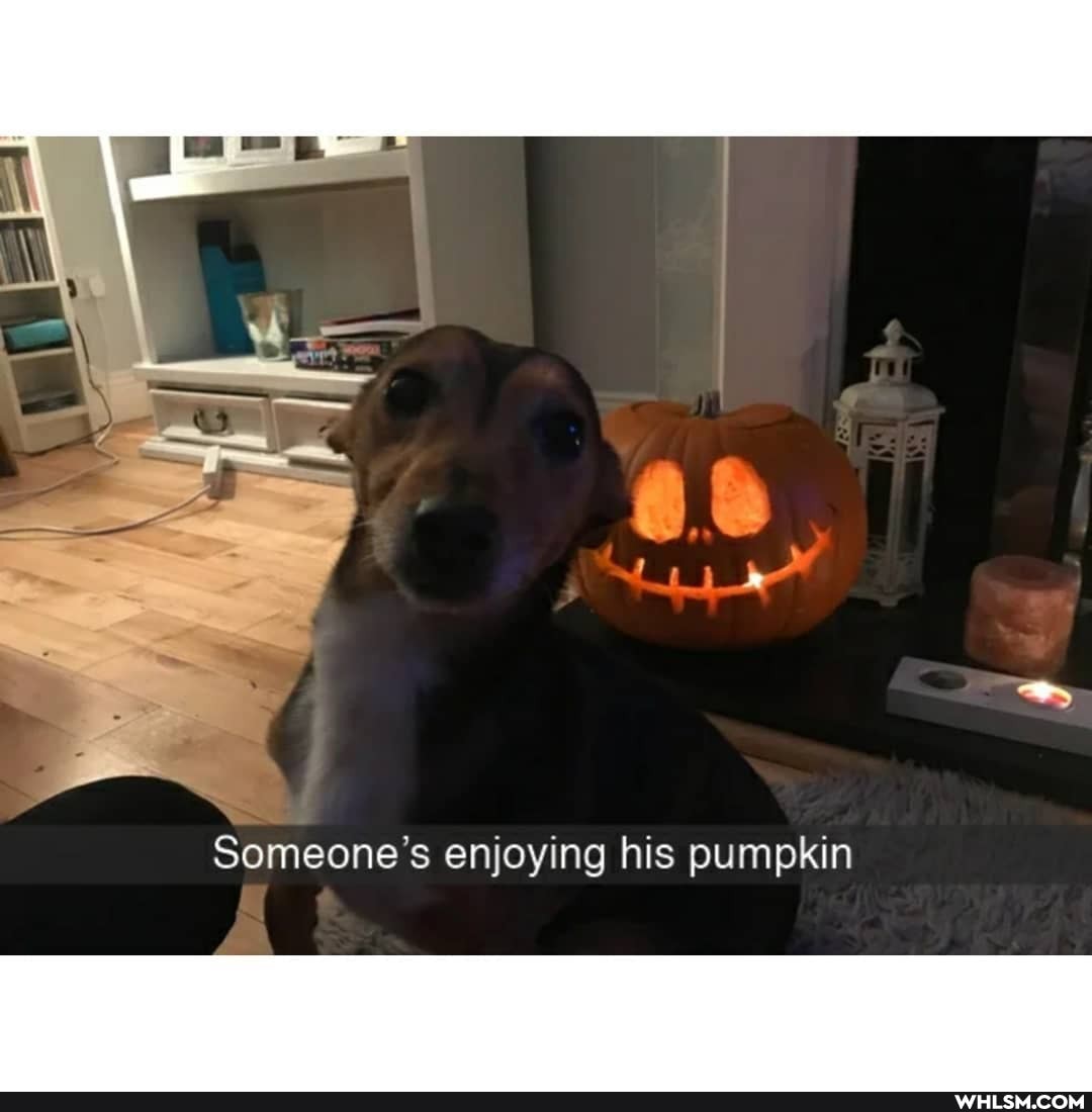 Someone's enjoying his pumpkin