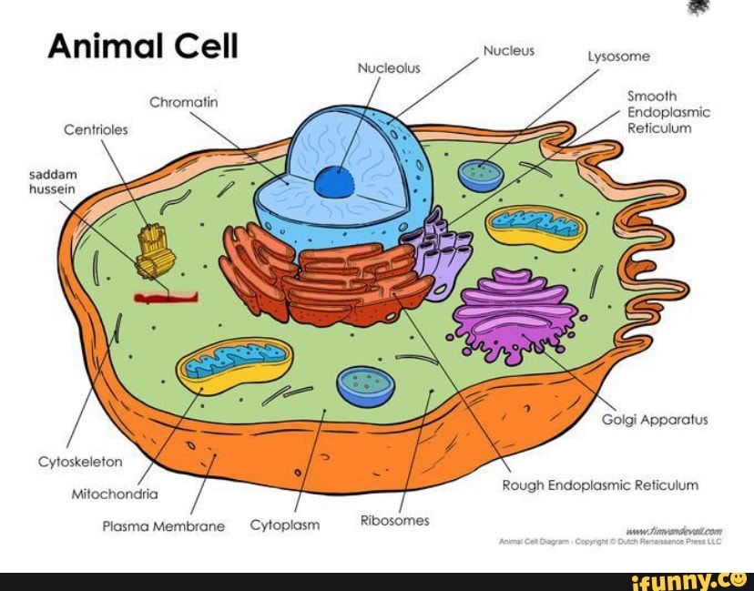 Animal Cell Nucleus Lysosome Nucleolus Chromatin Smooth Endoplasmic ...