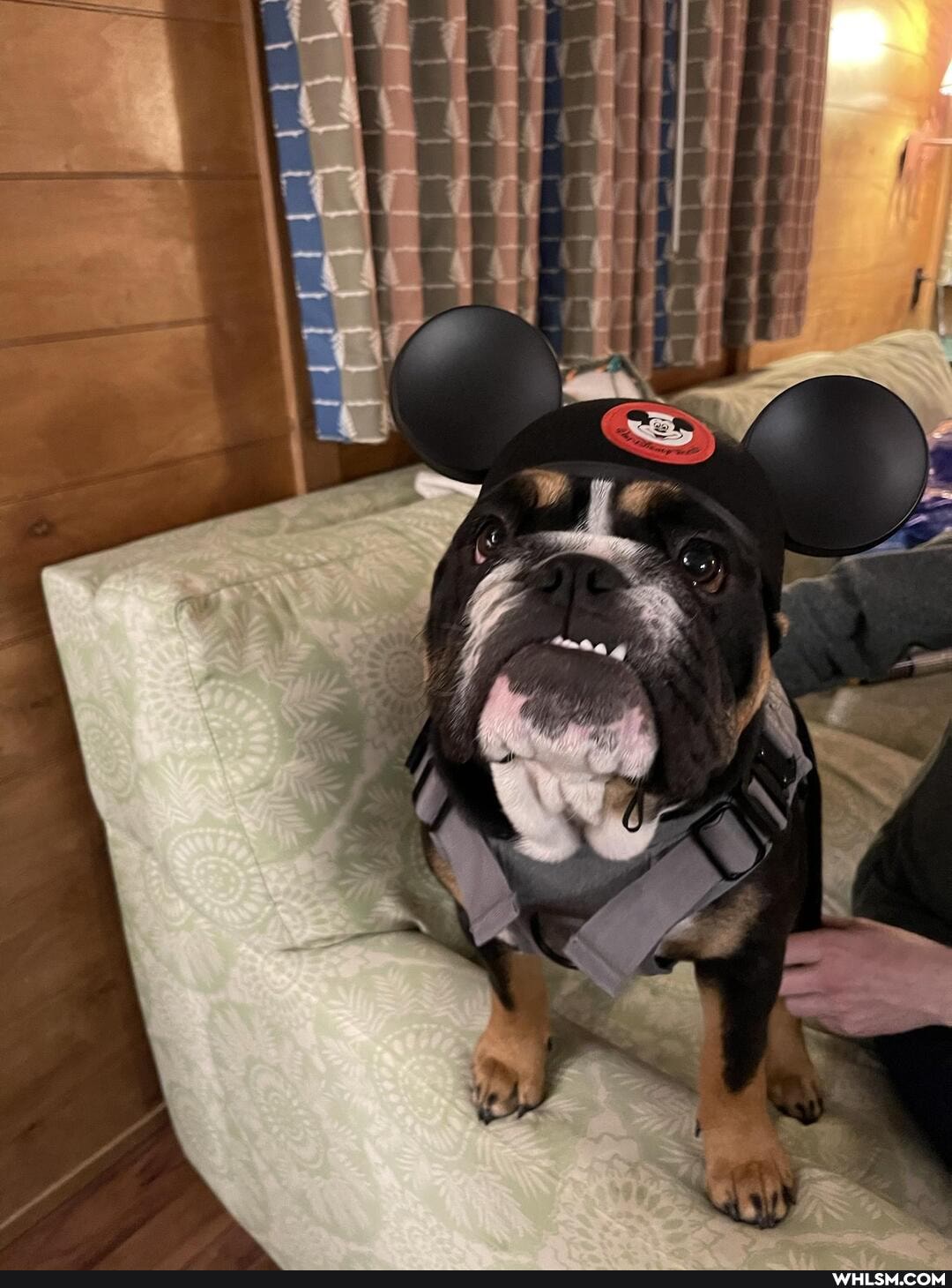pets, bulldog, puppy