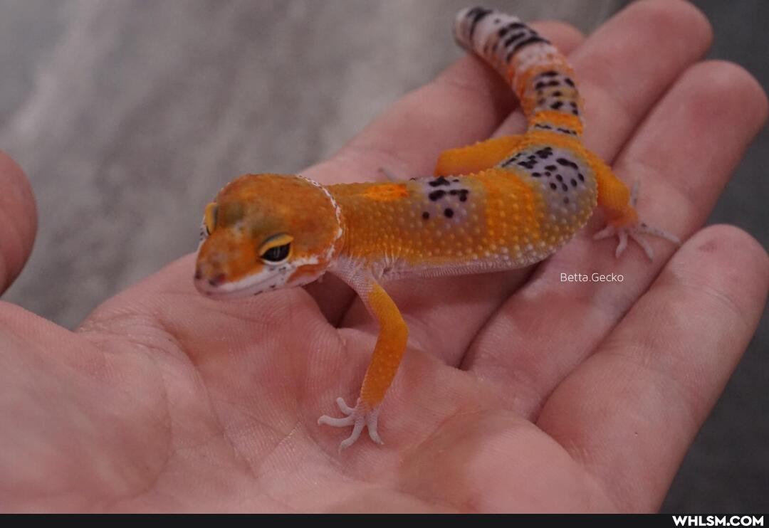 Betta Gecko