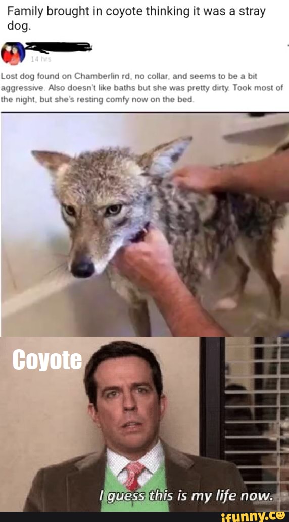 Family brought in coyote thinking it was a stray
dog.
we
Lost dog found on Chamberlin rd, no collar, and seems to be a
bit
Also doesnt like bal etty dirty Took most of
the night, but
s
sting comfy r