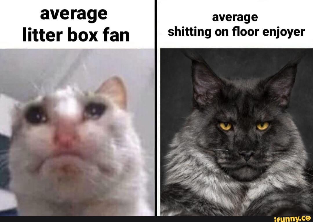 Average average litter box fan shitting on floor enjoyer iFunny