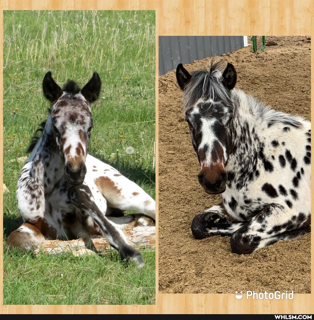 baby_animals, boredom, spots, loveyourpets