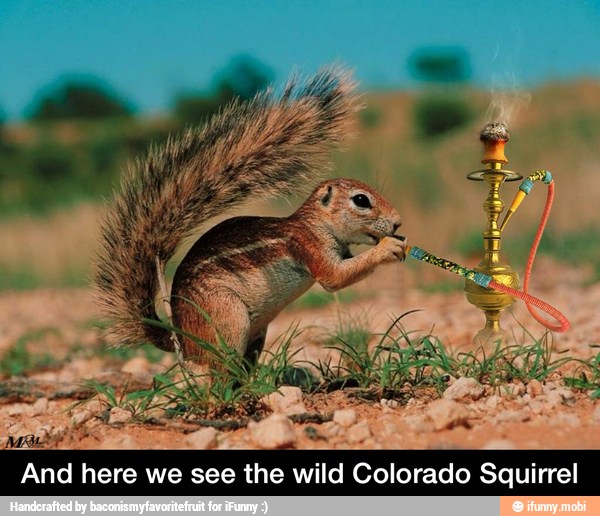 MMA 4
And here we see the wild Colorado Squirrel - And here we see the wild Colorado Squirrel