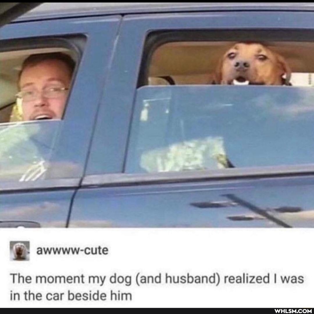 The moment my dog (and husband) realized I was in the car beside him