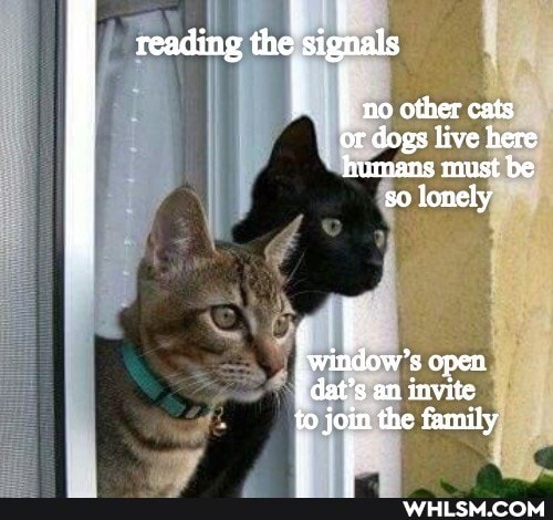reading the signals
I no other cats or dogs live here humans must be so lonely
window's open dat's an invite the family