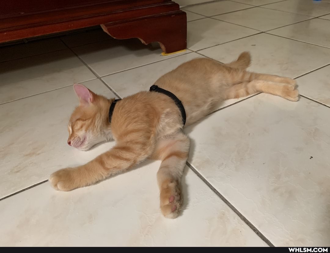 cat, kitten, baby_animals, jojo
