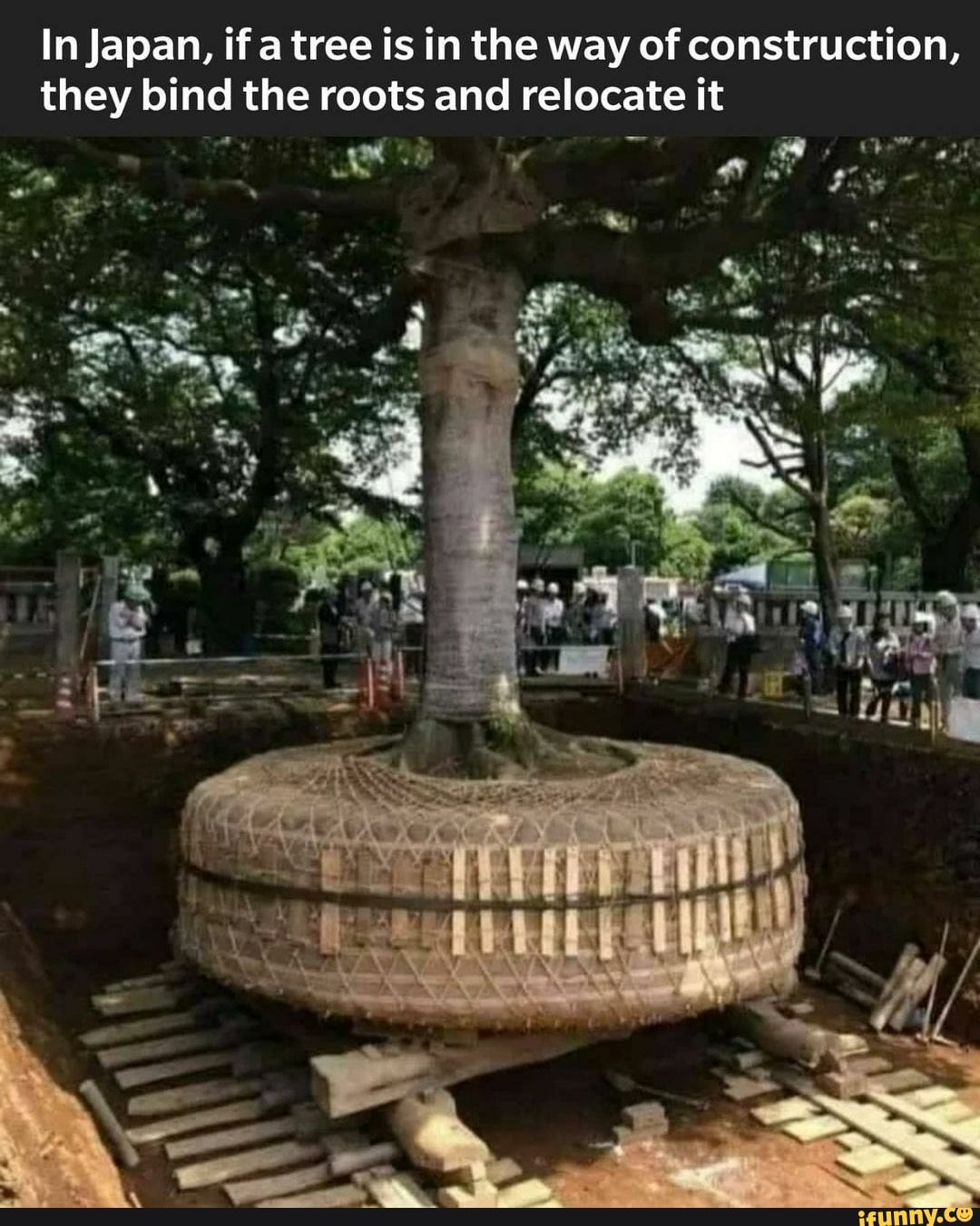 In Japan, if a tree is in the way of construction, they bind the roots and relocate it )