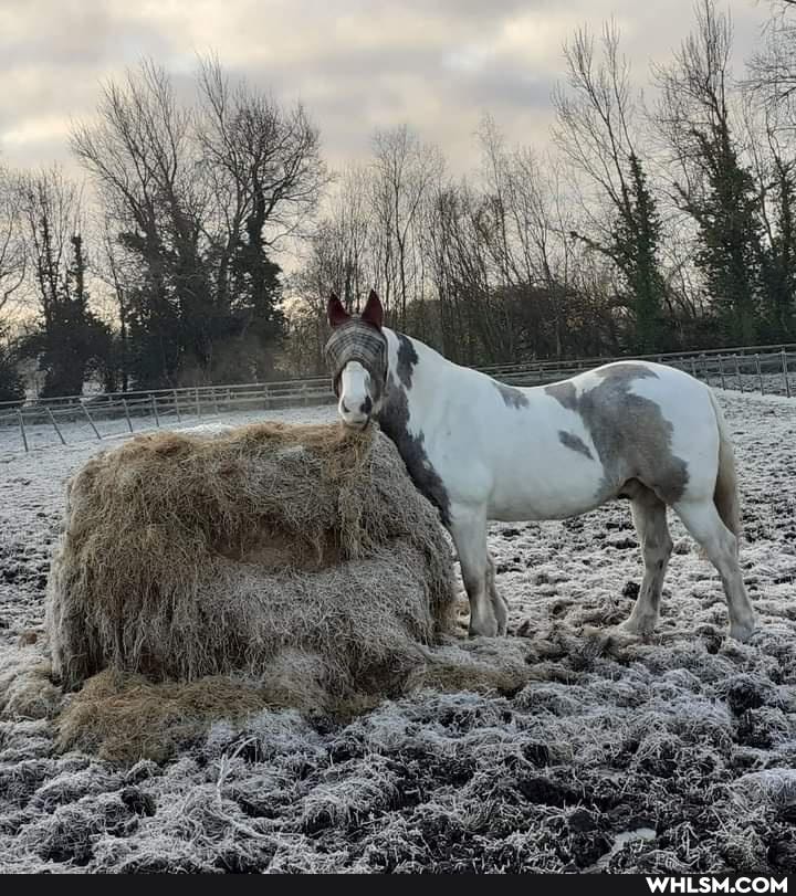 aww, pet_tax, winter