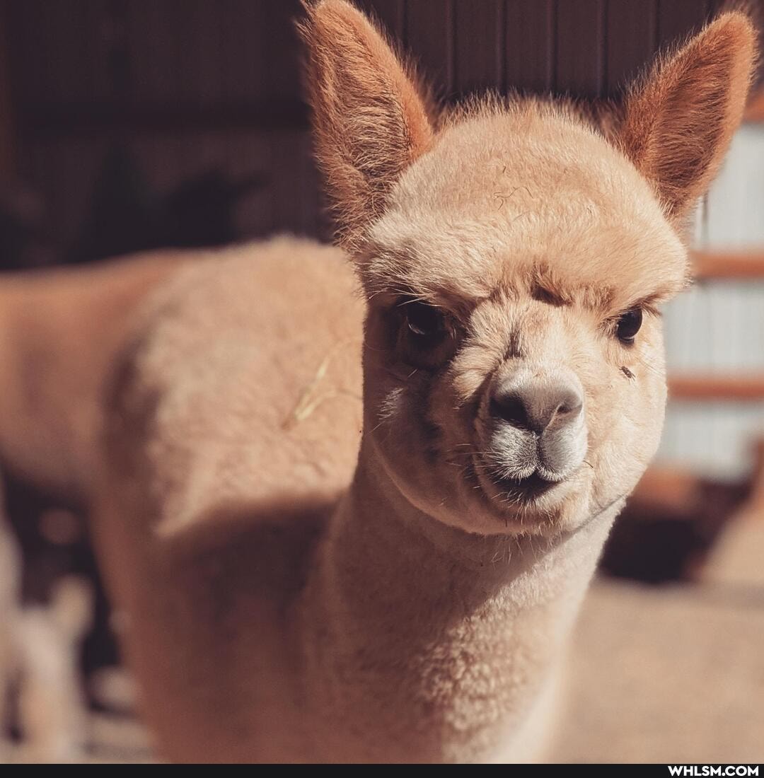 aww, adorable, baby_animals, alpaca