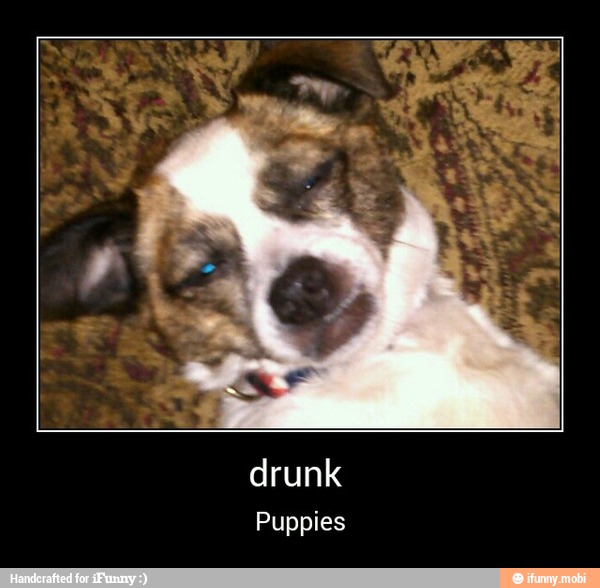 drunk
Puppies