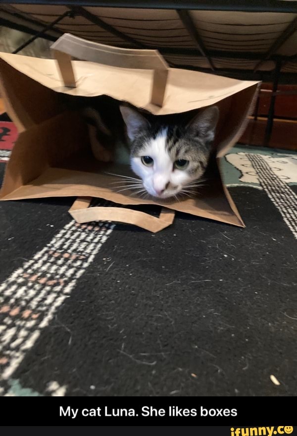 My cat Luna. She likes boxes - My cat Luna. She likes boxes