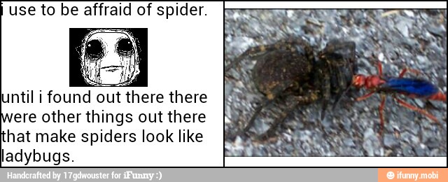 use to be affraid of spider.
until i found out there there
ere other things out there
hat make spiders look like
ladybugs.