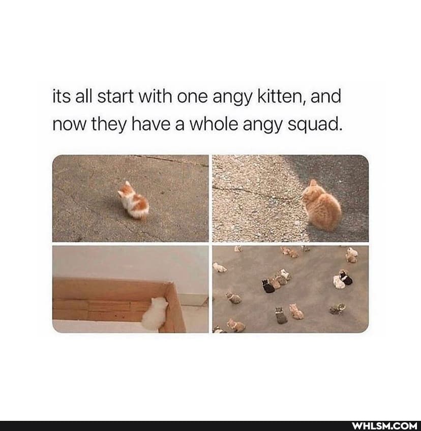 its all start with one angy kitten, and now they have a whole angy squad.
oe