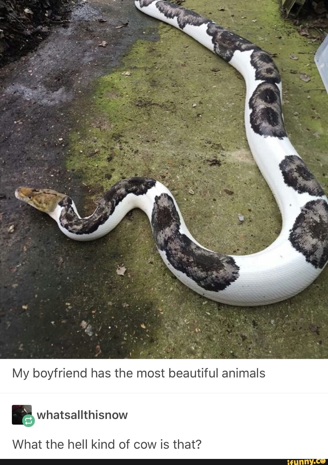 My boyfriend has the most beautiful animals
I SIN
What the hell kind of cow is that?