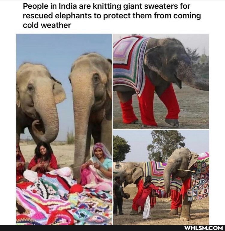 People in India are knitting giant sweaters for rescued elephants to protect them from coming cold weather