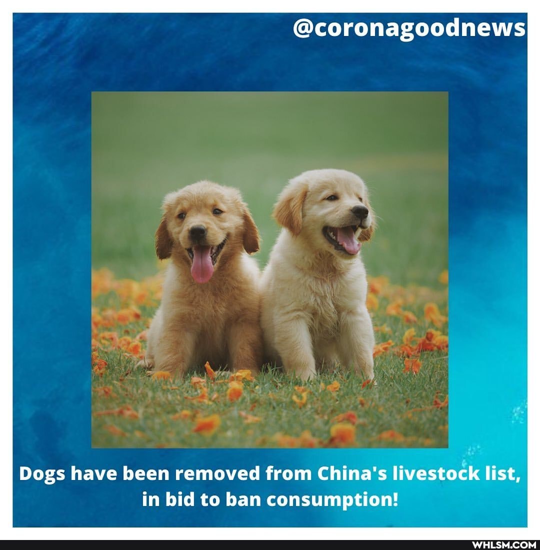 @coronagoodnews
Dogs have been removed from China's livestock list, in bid to ban consumption! con