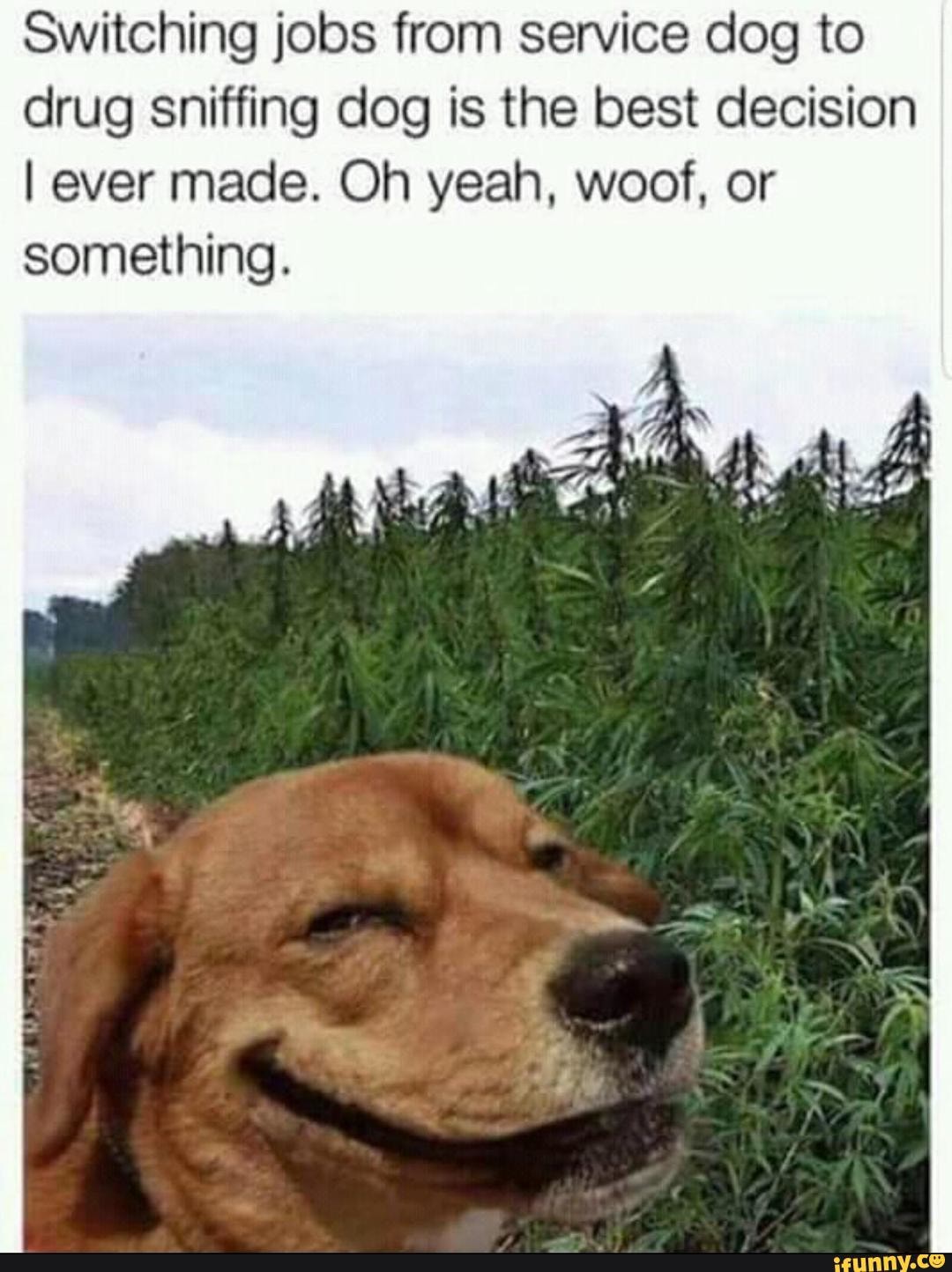 Switching jobs from service dog to
drug sniffing dog is the best decision
I ever made. Oh yeah, woof, or
something.