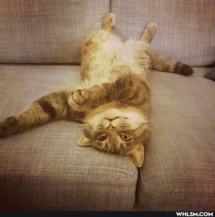 cat, aww