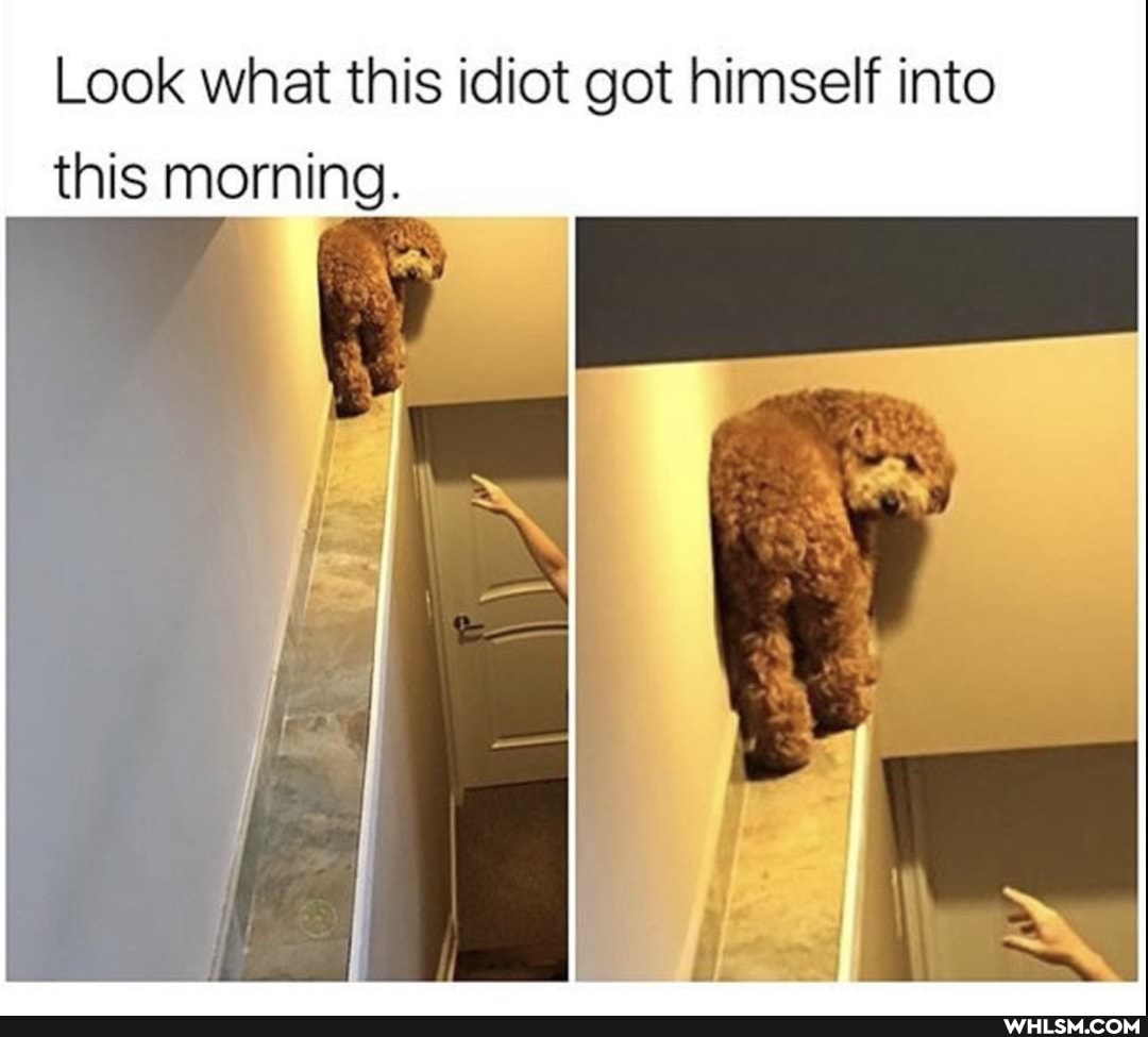 Look what this idiot got himself into this morning.