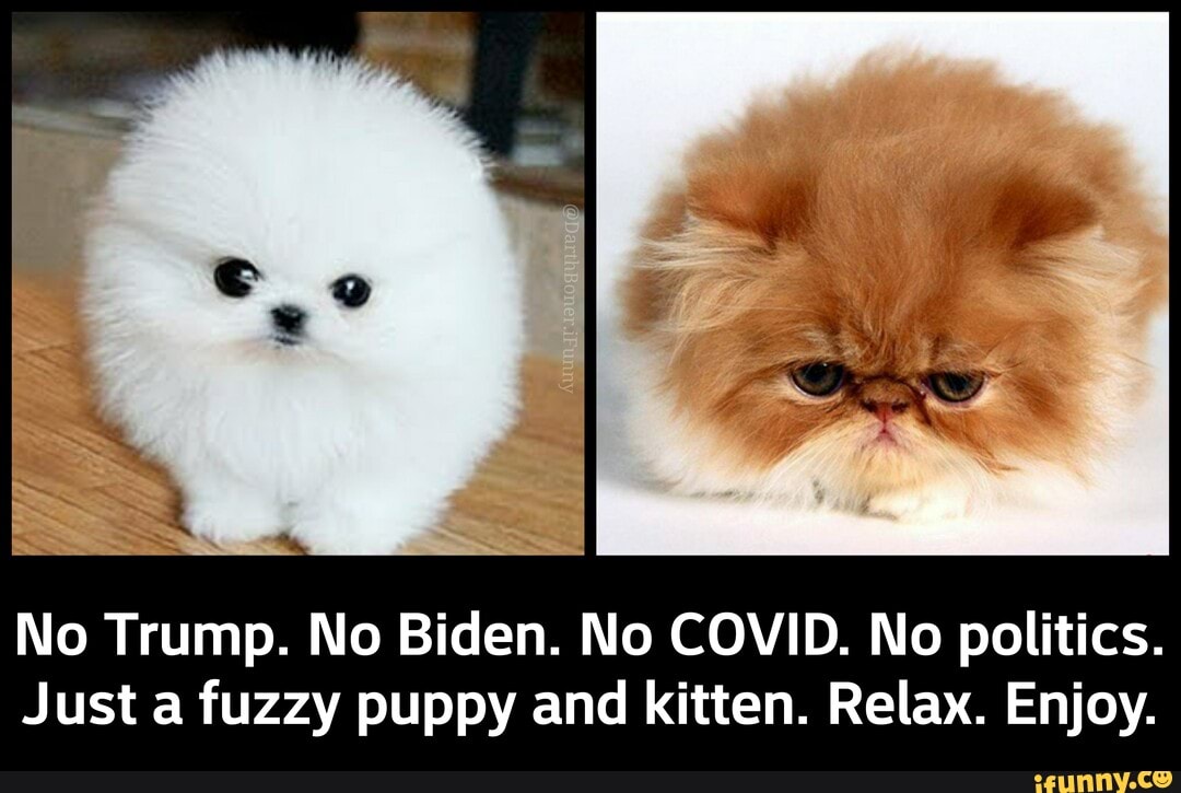 No Trump. No Biden. No COVID. No politics.
Just a fuzzy puppy and kitten. Relax. Enjoy. - No Trump. No Biden. No COVID. No politics. Just a fuzzy puppy and kitten. Relax. Enjoy.