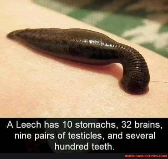 A Leech has 10 stomachs, 32 brains, nine pairs of testicles, and several hundred teeth.