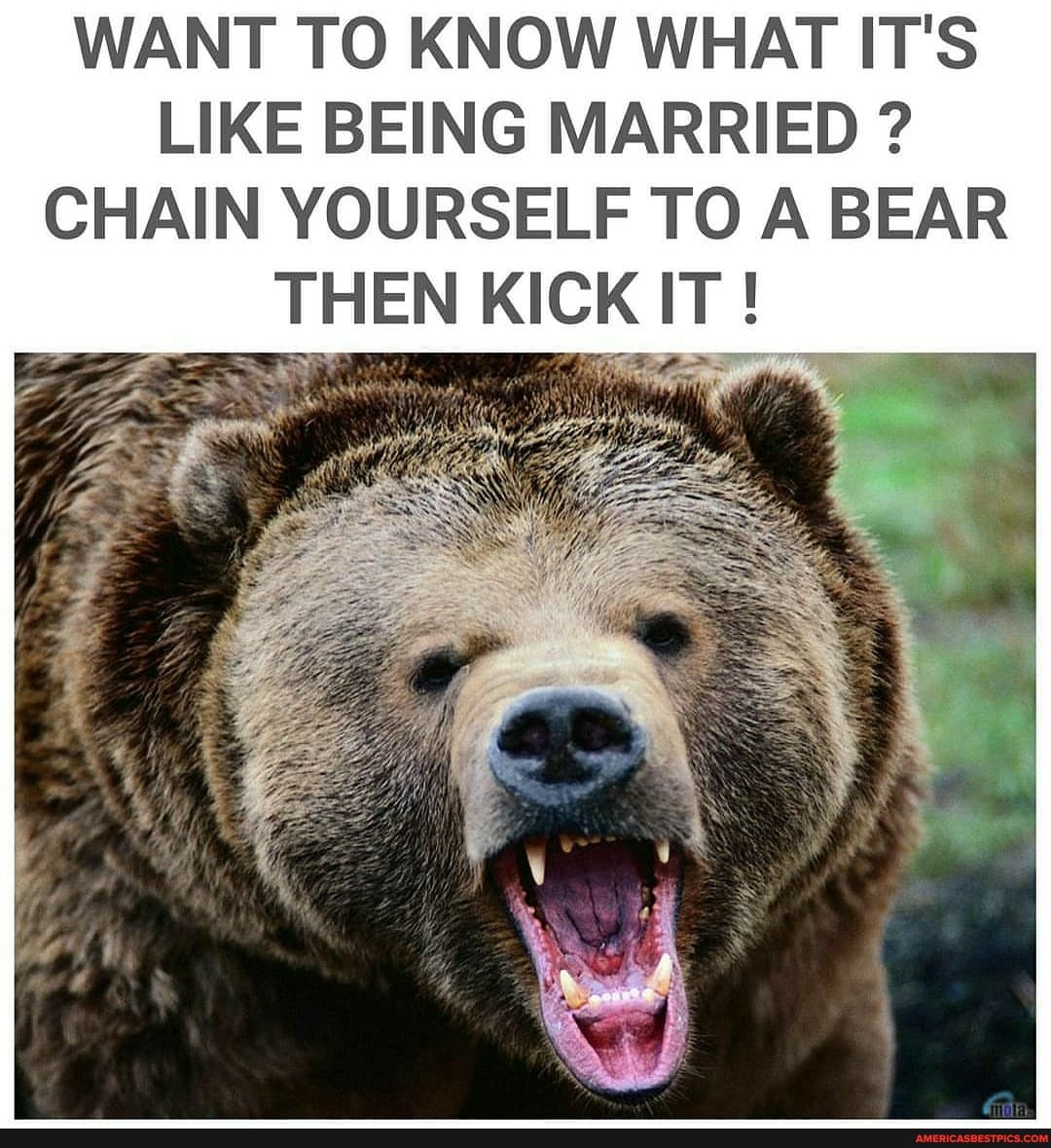 WANT TO KNOW WHAT IT'S LIKE BEING MARRIED ?
CHAIN YOURSELF TO A BEAR THEN KICK IT !