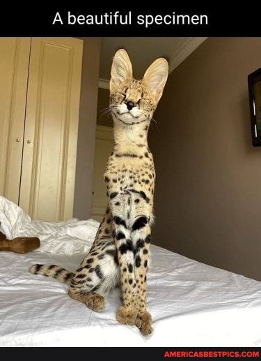 A beautiful specimen