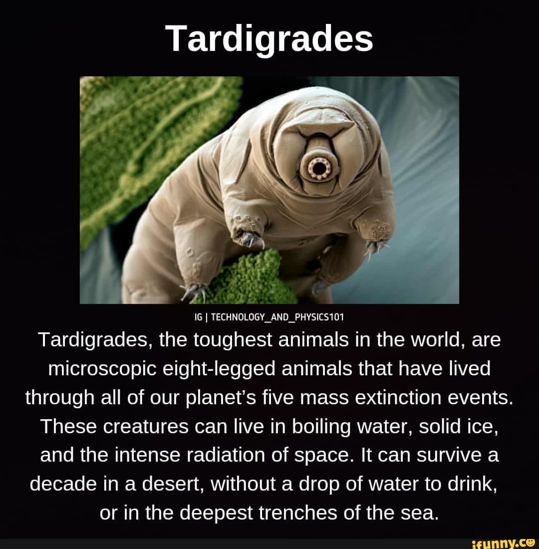 Tardigrades IG TECHNOLOGY_AND_PHYSICS101 Tardigrades, The Toughest ...