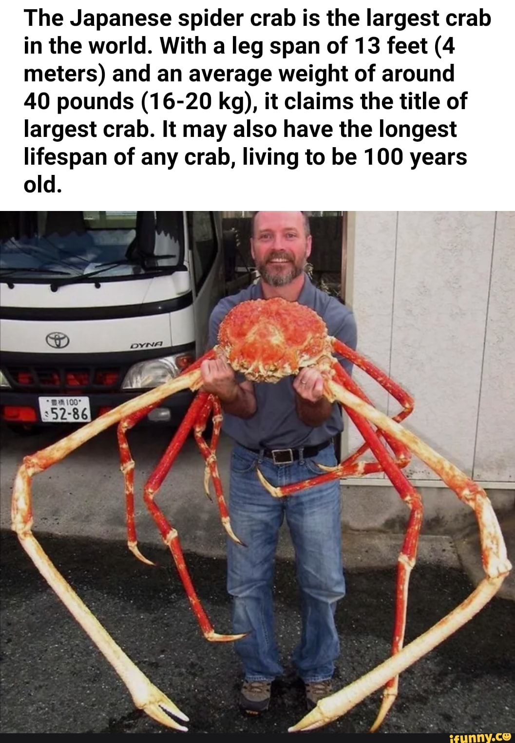 The Japanese Spider Crab Is The Largest Crab In The World With A Leg Span Of