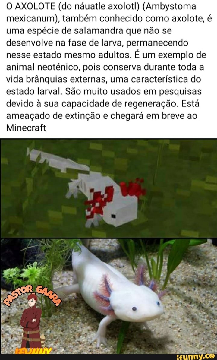 O AXOLOTE (do náuatle axolotl) (Ambystoma mexicanum), também conhecido como axolote, é uma espécie de salamandra que não se desenvolve na fase de larva, permanecendo nesse estado mesmo adultos. É um exemplo de animal neoténico, pois conserva durante toda a vida brânquias externas, uma característica do estado larval. São muito usados em pesquisas devido à sua capacidade de regeneração. Está ameaçado de extinção e chegará em breve ao
Minecraft