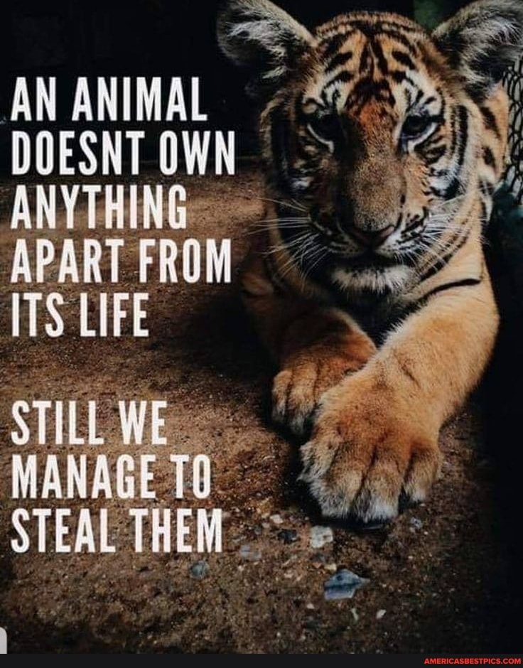 AN ANIMAL DOESNT OWN ANYTHING:
APART FROM ITS LIFE