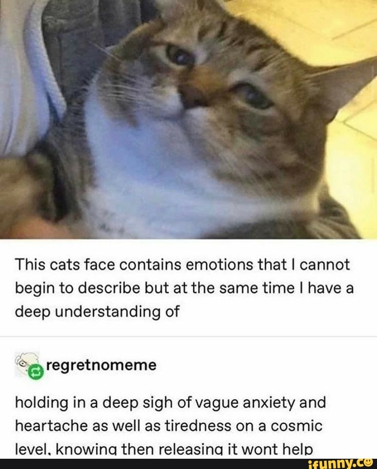 This cats face contains emotions that I cannot begin to describe but at