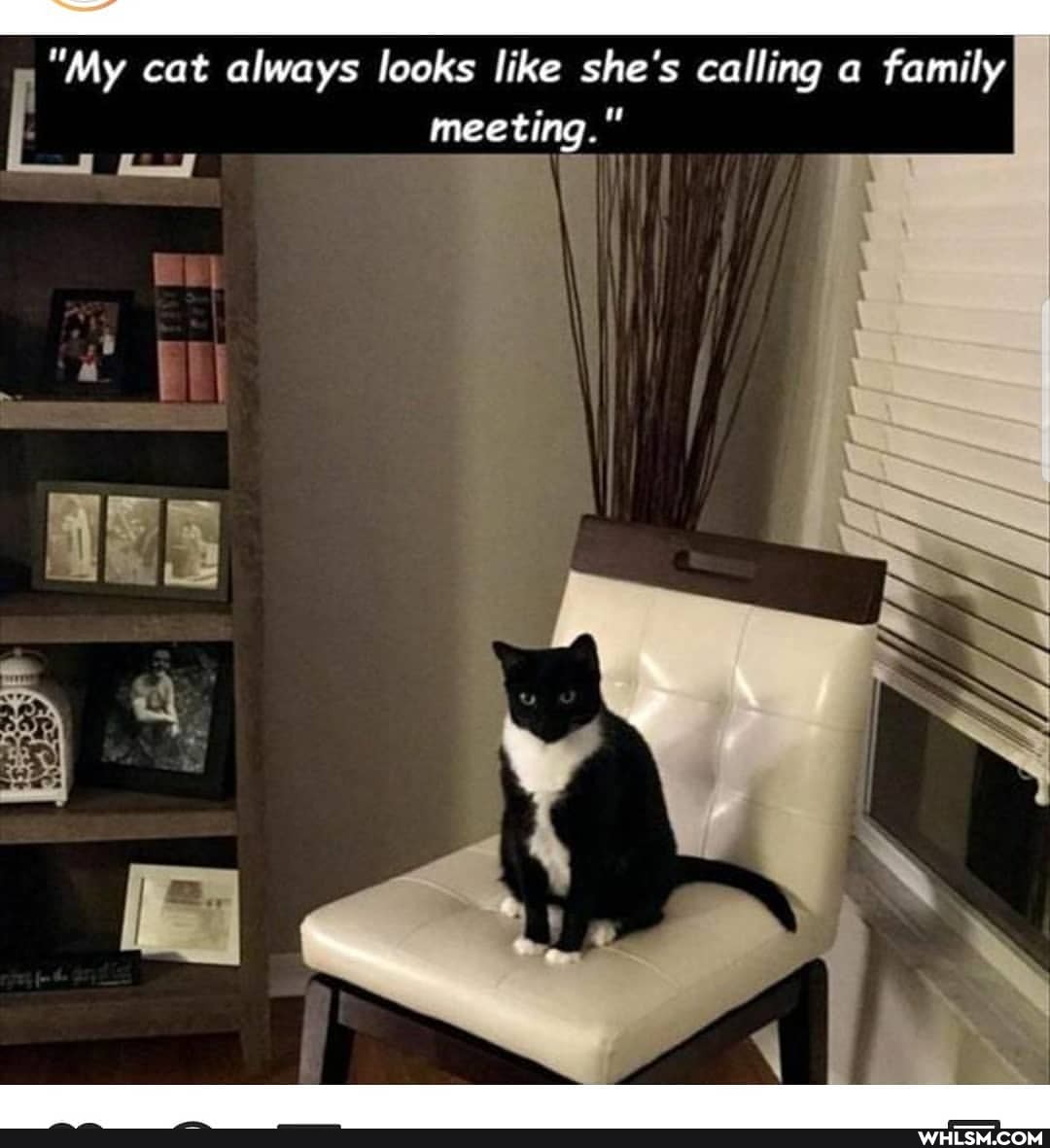 "My cat always looks like she's calling a family
meeting."
Be