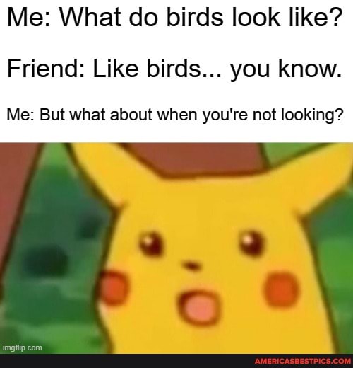 Me: What do birds look like?
Friend: Like birds... you know.
Me: But what about when you're not looking?